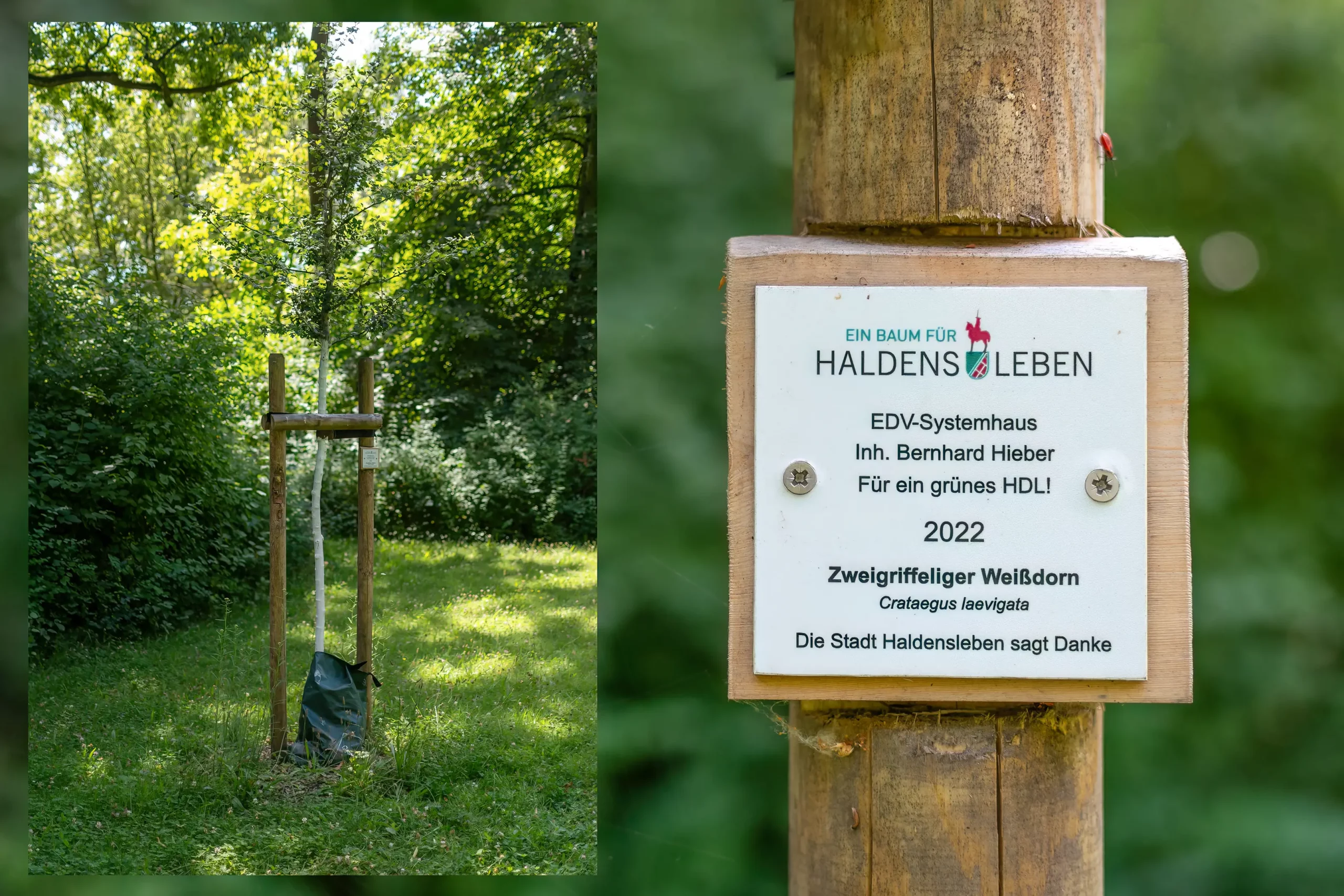 Startseite_Hieber-Haldensleben